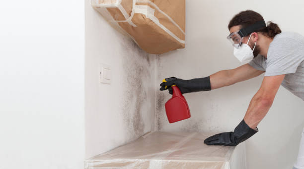 Professional Mold Cleanup technician working in Auburn, NY