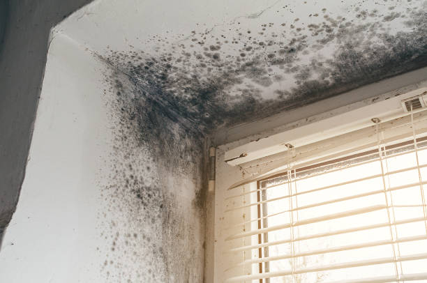 Affordable Mold Cleanup solutions in Auburn, NY